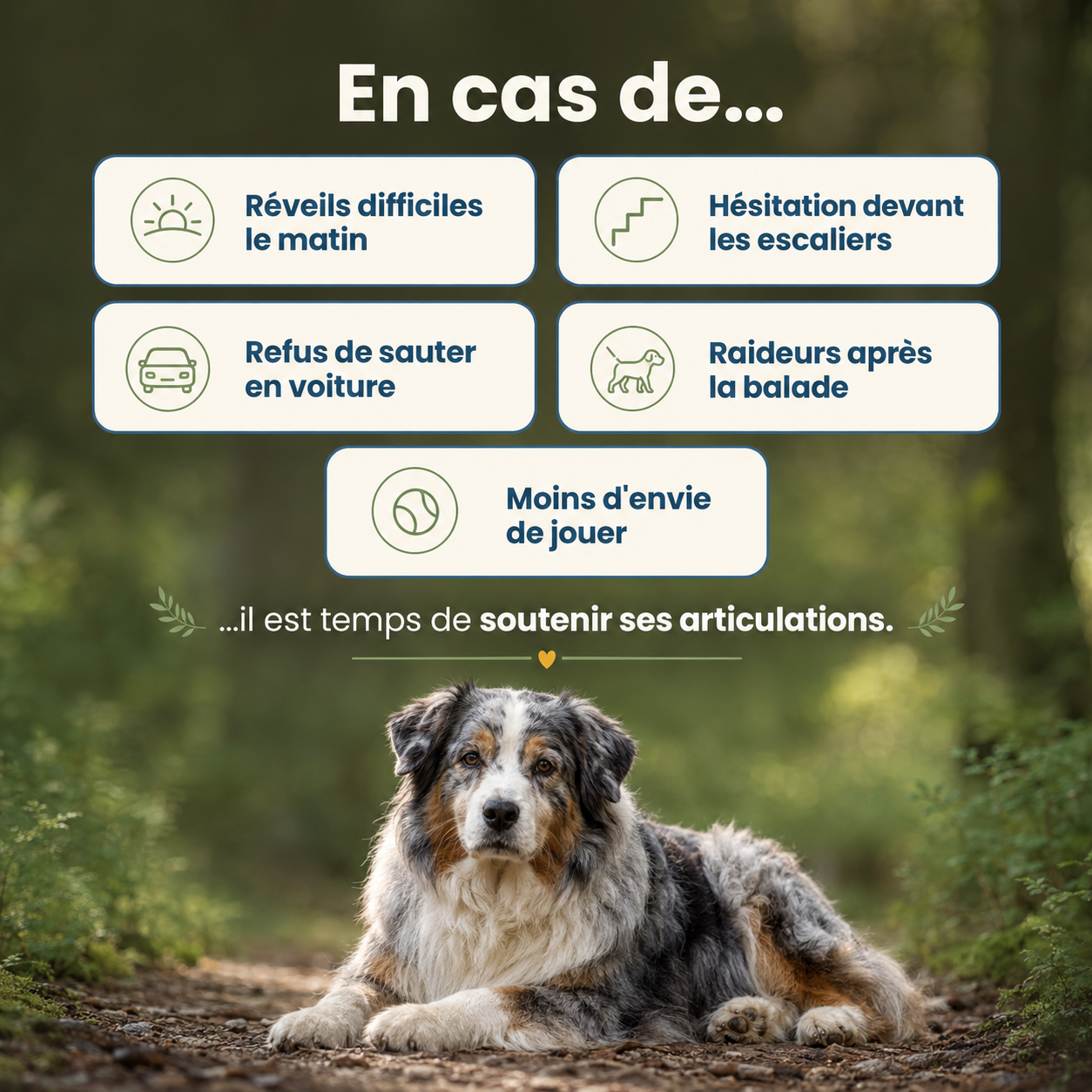 Zepetcoach® Soutien Articulaire Premium Chien